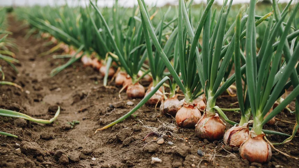 Well-spaced onion plants producing large healthy bulbs in a garden.
