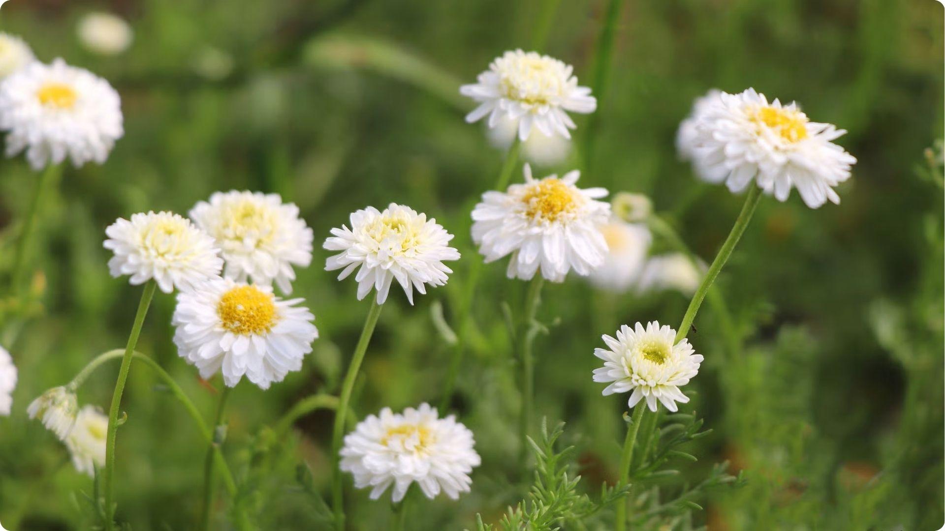 White chamomile flowers with yellow centers blooming, a companion plant that improves kohlrabi growth and flavor