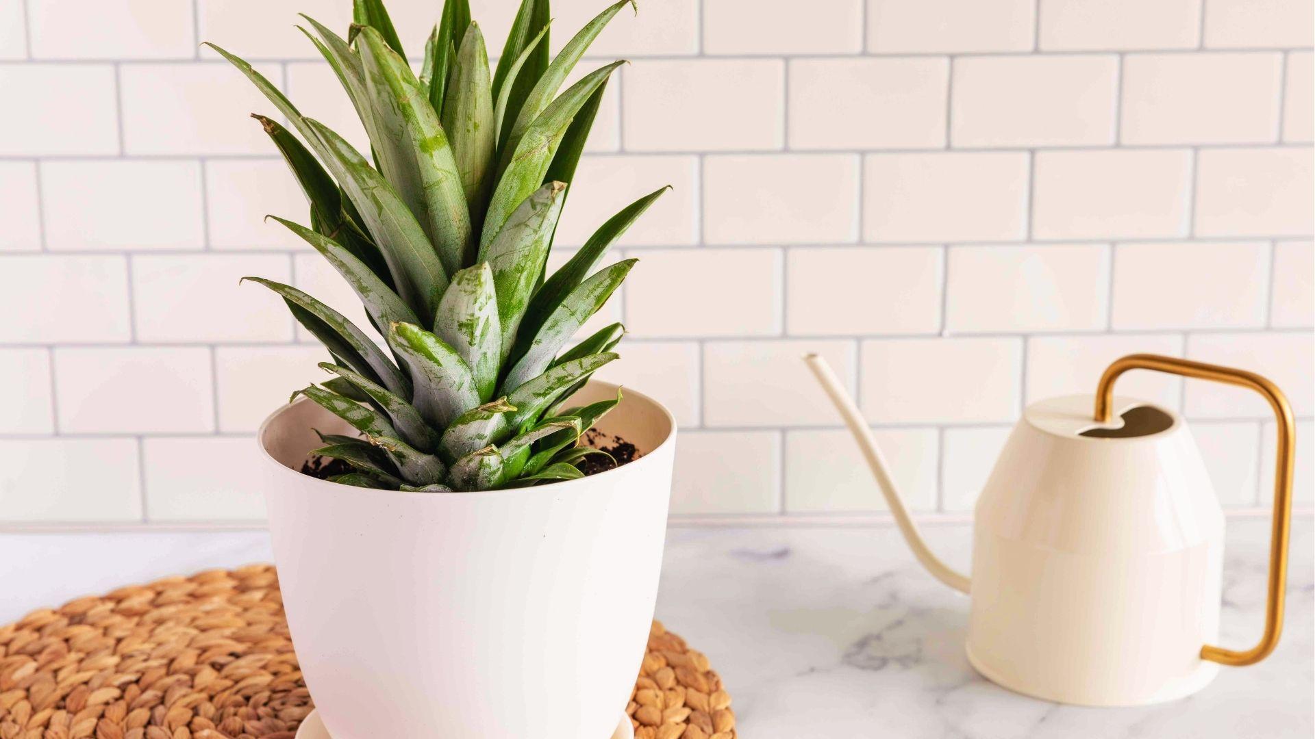 Young pineapple top planted in white ceramic pot indoors, watering can beside on marble counter