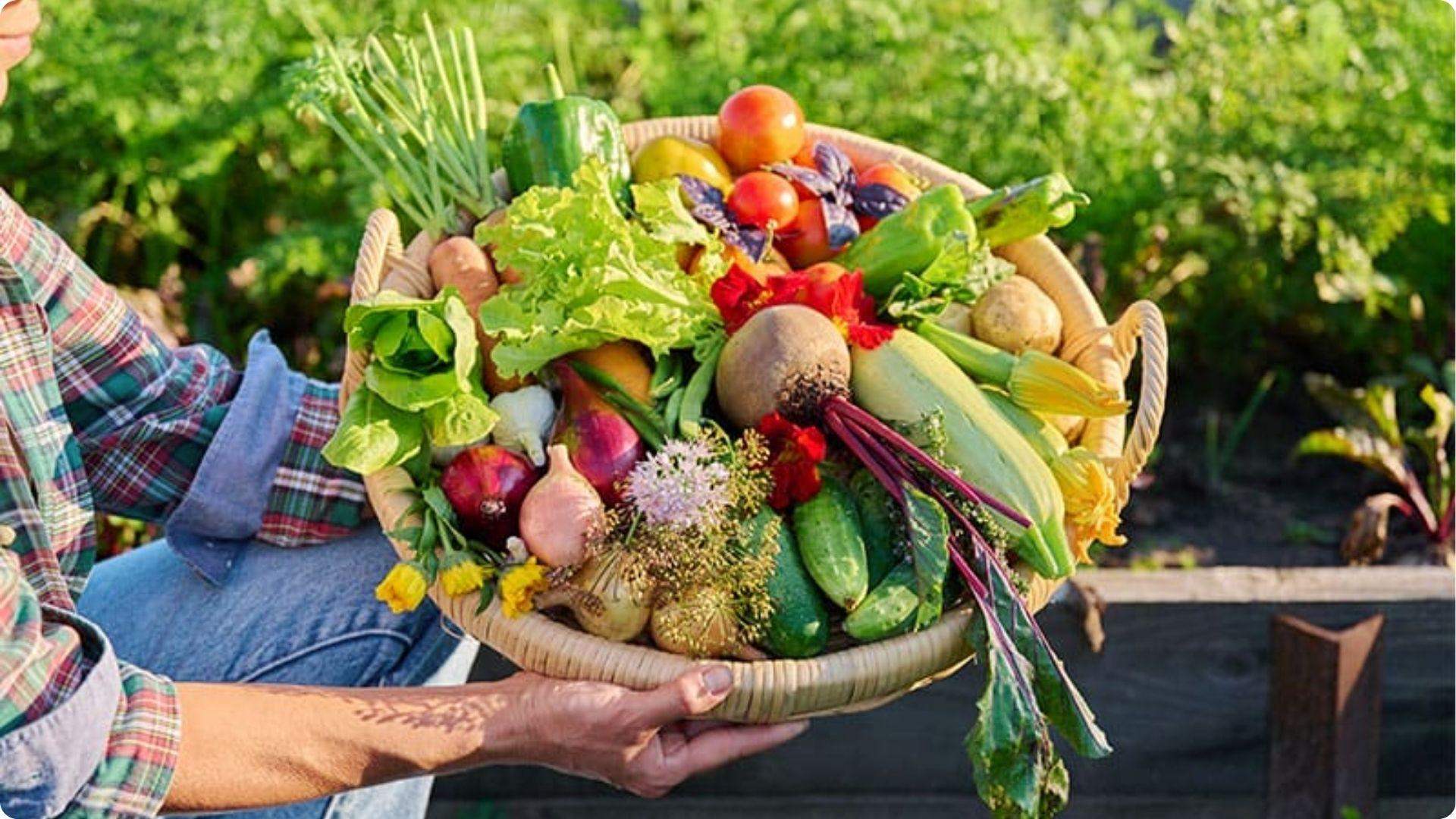 Gardener holding woven basket of fresh harvest including kohlrabi, tomatoes, and herbs from companion garden