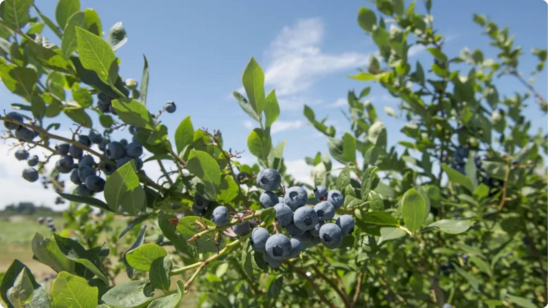 Ripe blueberries hanging on bush under blue sky in field, ideal for showing commercial pollination needs for larger yields