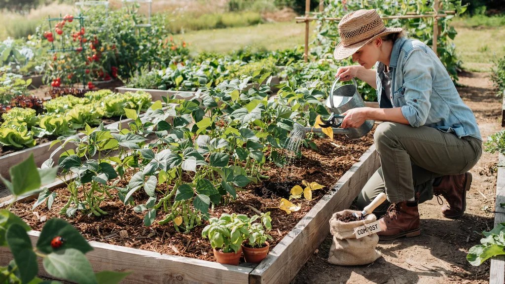 Caring for bush beans with watering, mulching, and pruning