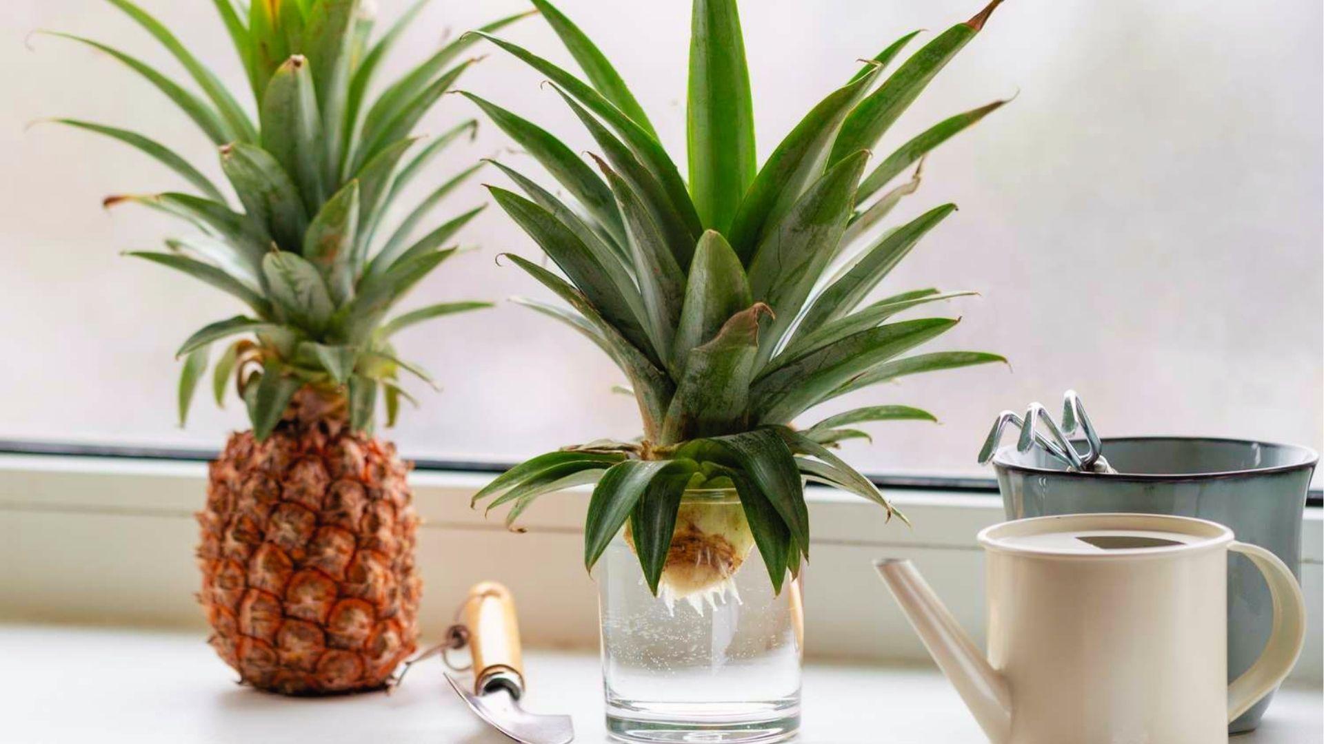 Pineapple crown rooting in glass of water on windowsill beside fruit, can, and watering tool