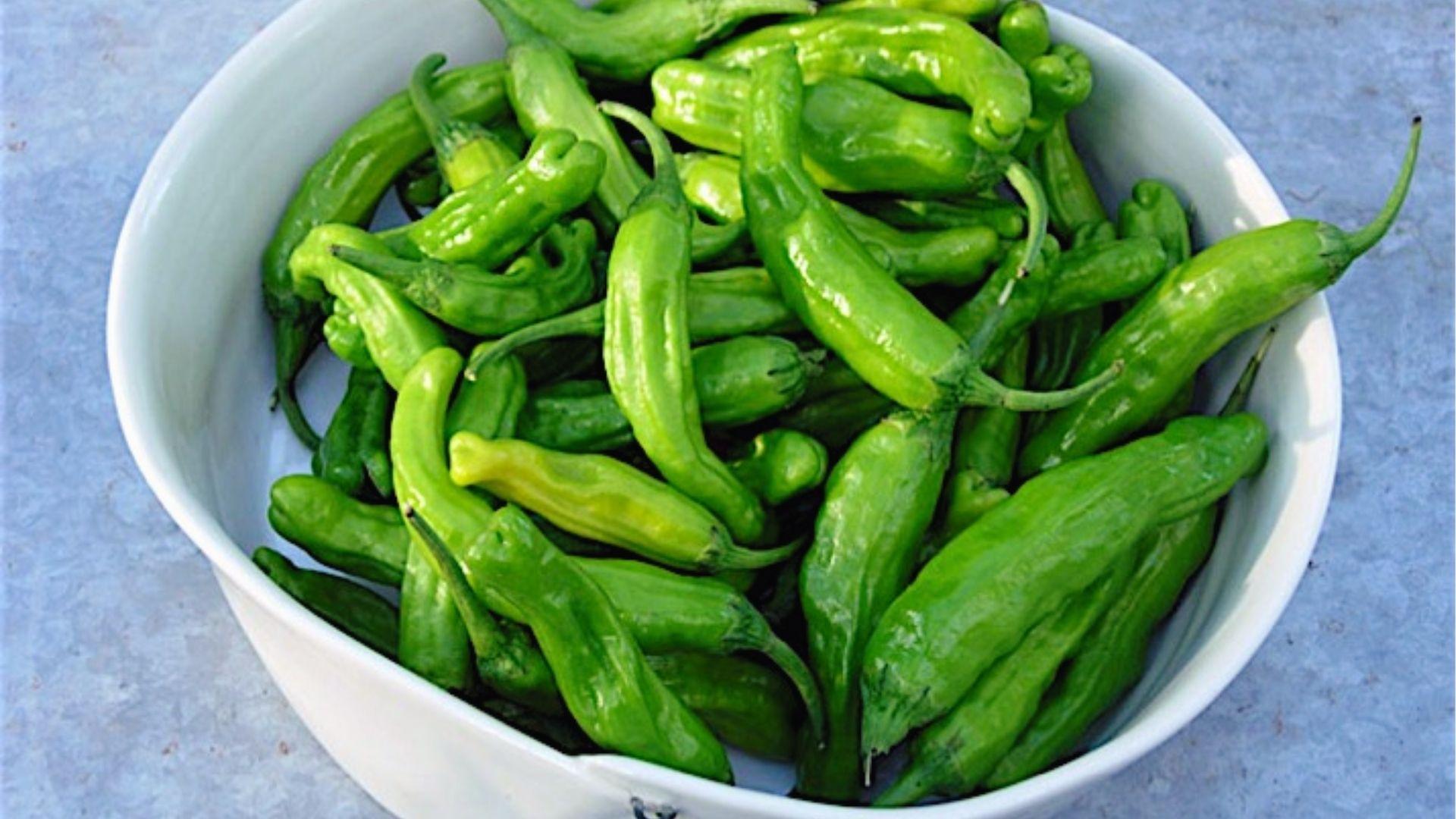 White bowl filled with freshly picked green shishito peppers, harvested young for mild sweet flavor.