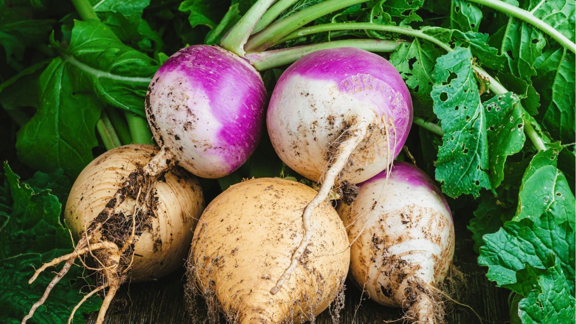 Harvested purple-top and yellow turnips with leaves. Plant for fall harvest when soil temps drop below 75°F.