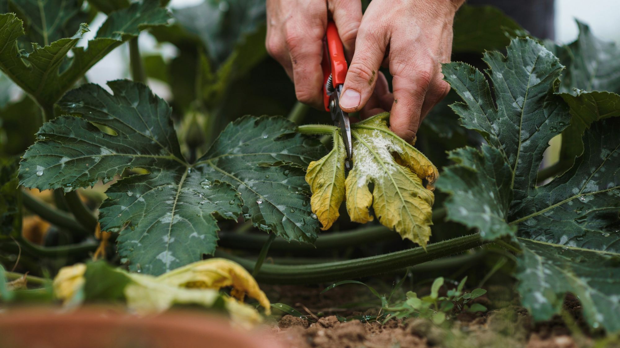 Remove Infected Leaves Before Treatment