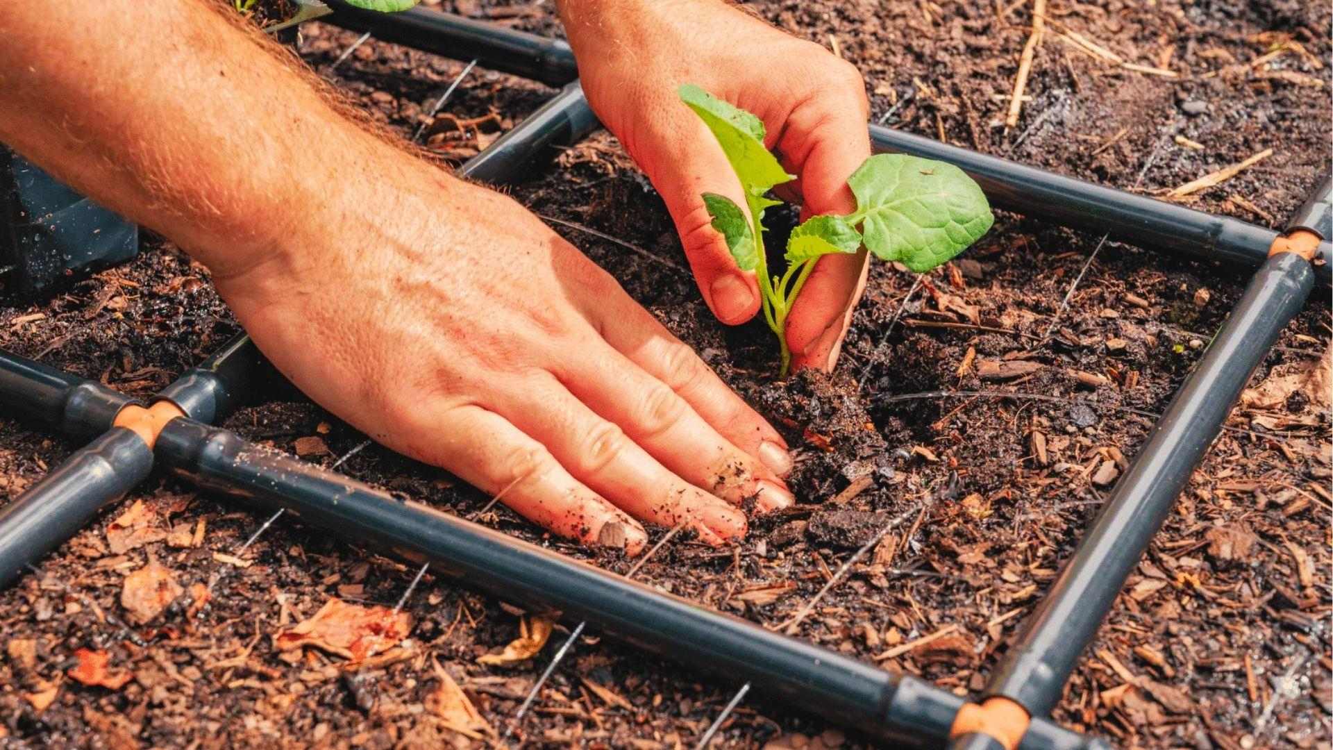 Hands plant seedling in mulched soil with square-foot drip irrigation grid for beginner garden beds.