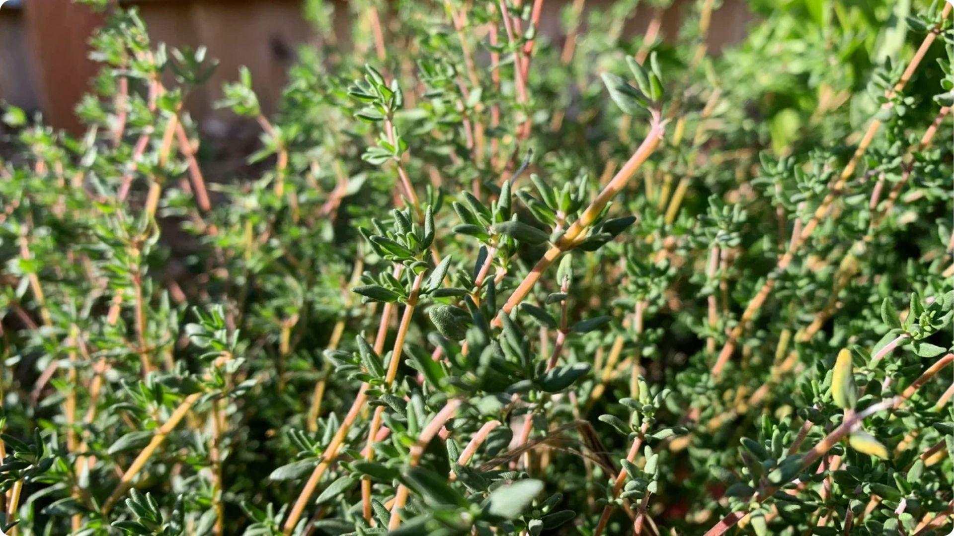 Thyme is one of theBest Companion Plants