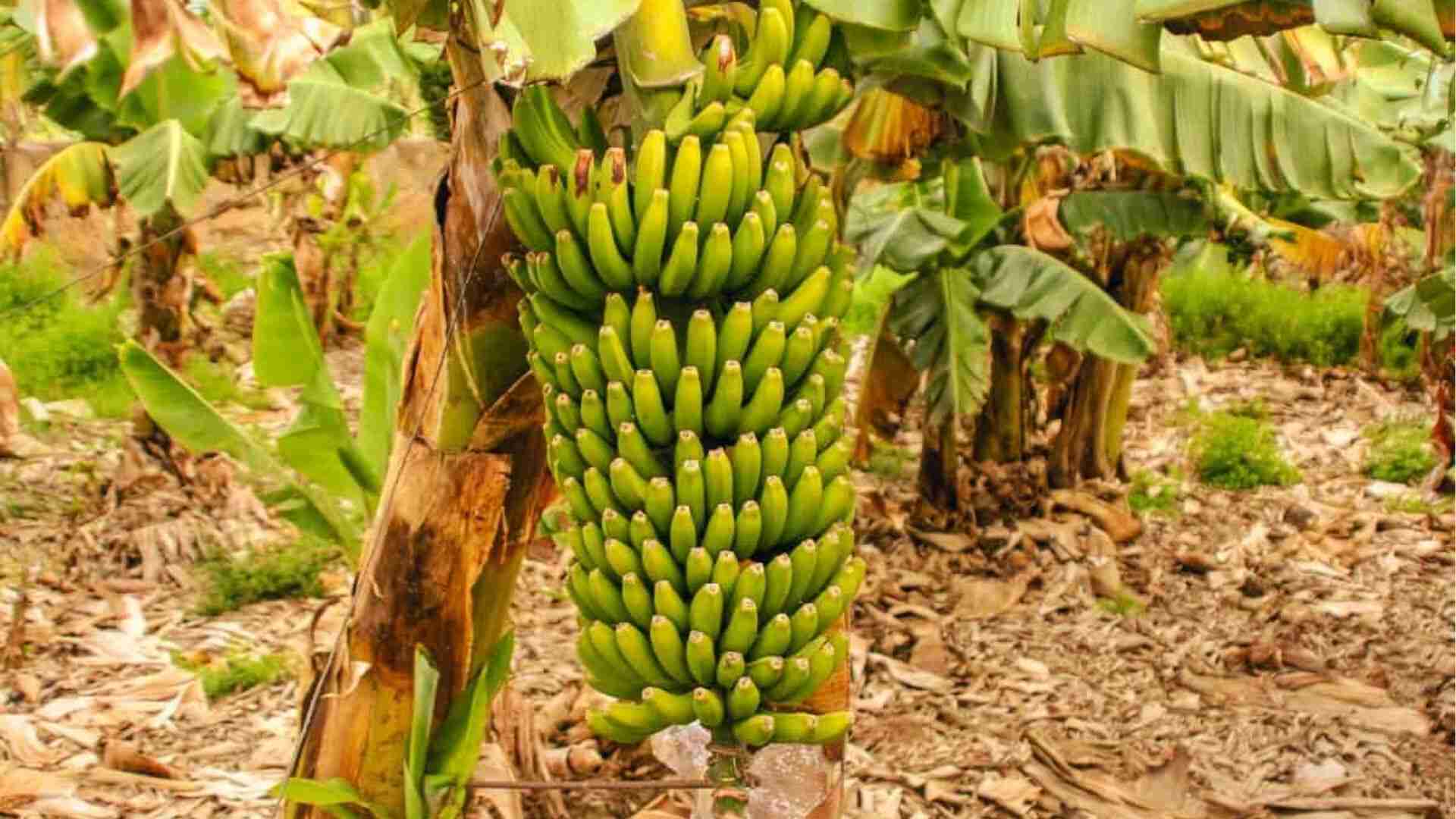 Large green banana bunch still on tree needing 3-4 months to mature after flower emerges
